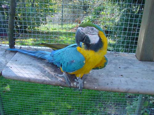 1 Uta Schokolinski Tier Naturschutzverein Niederberg Voegel-Papageien