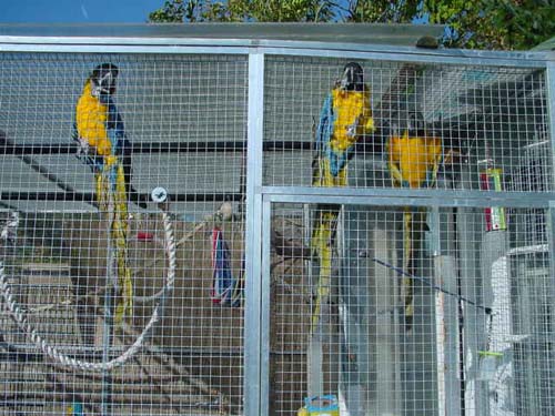 1 Uta Schokolinski Tier Naturschutzverein Niederberg Voegel-Papageien