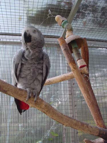 1 Uta Schokolinski Tier Naturschutzverein Niederberg Voegel-Papageien