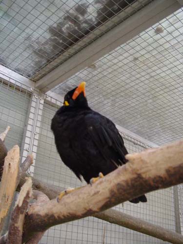 1 Uta Schokolinski Tier Naturschutzverein Niederberg Voegel-Papageien