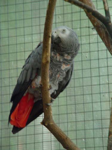 1 Uta Schokolinski Tier Naturschutzverein Niederberg Voegel-Papageien