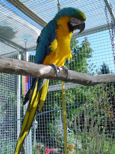 1 Uta Schokolinski Tier Naturschutzverein Niederberg Voegel-Papageien