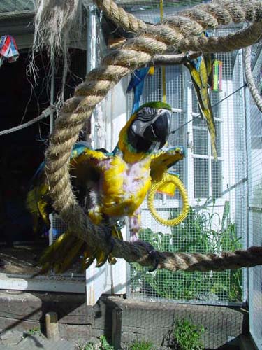 1 Uta Schokolinski Tier Naturschutzverein Niederberg Voegel-Papageien