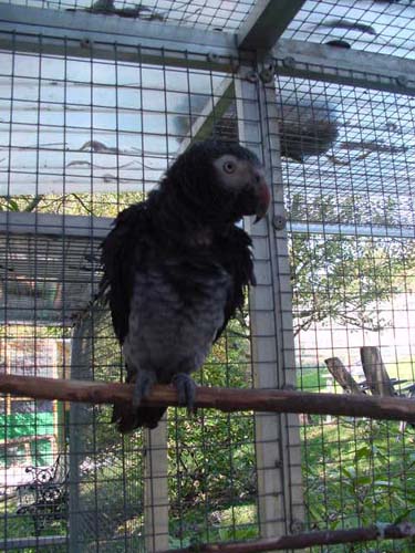 1 Uta Schokolinski Tier Naturschutzverein Niederberg Voegel-Papageien