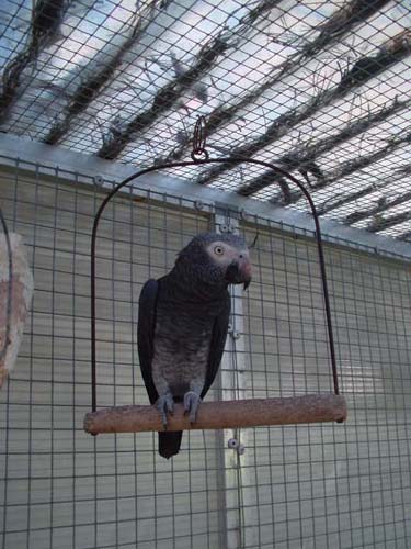 1 Uta Schokolinski Tier Naturschutzverein Niederberg Voegel-Papageien