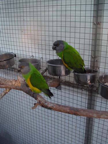 1 Uta Schokolinski Tier Naturschutzverein Niederberg Voegel-Papageien