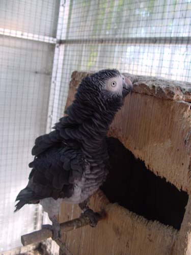 1 Uta Schokolinski Tier Naturschutzverein Niederberg Voegel-Papageien