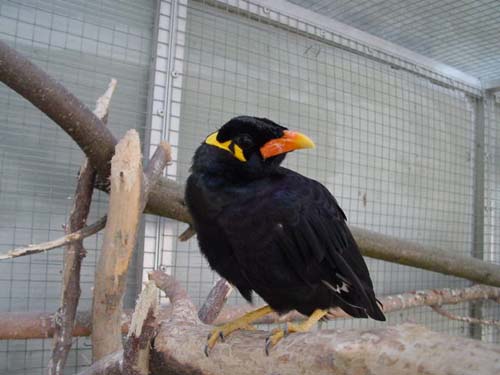 1 Uta Schokolinski Tier Naturschutzverein Niederberg Voegel-Papageien