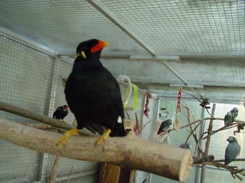 1 Uta Schokolinski Tier Naturschutzverein Niederberg Voegel-Papageien