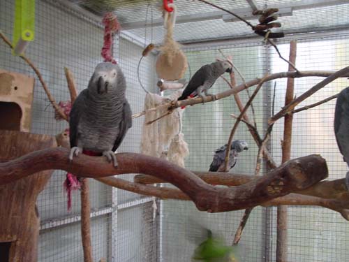 1 Uta Schokolinski Tier Naturschutzverein Niederberg Voegel-Papageien