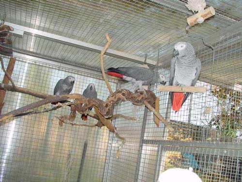 1 Uta Schokolinski Tier Naturschutzverein Niederberg Voegel-Papageien