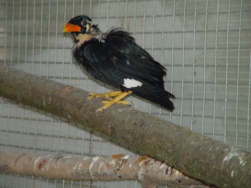 1 Uta Schokolinski Tier Naturschutzverein Niederberg Voegel-Papageien