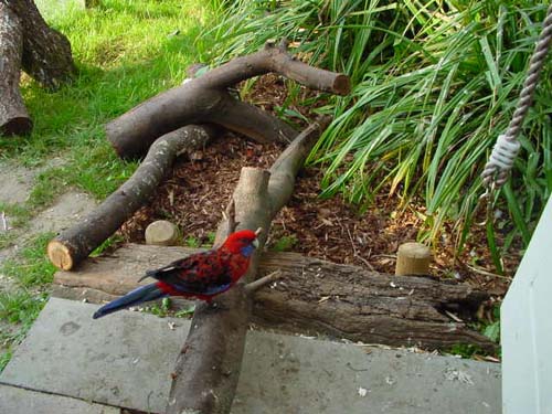 1 Uta Schokolinski Tier Naturschutzverein Niederberg Voegel-Papageien