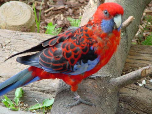 1 Uta Schokolinski Tier Naturschutzverein Niederberg Voegel-Papageien