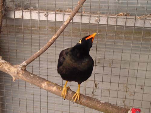 1 Uta Schokolinski Tier Naturschutzverein Niederberg Voegel-Papageien