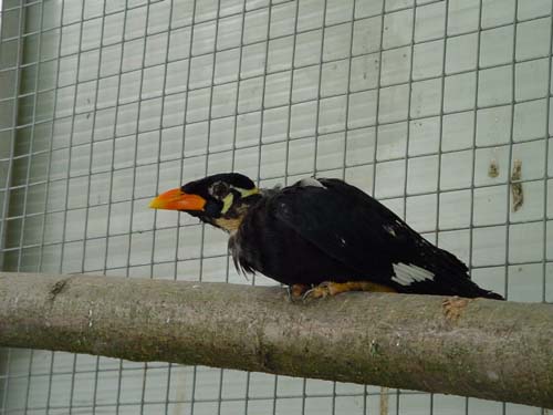 1 Uta Schokolinski Tier Naturschutzverein Niederberg Voegel-Papageien