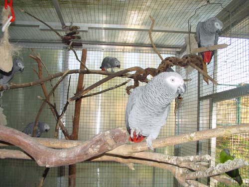 1 Uta Schokolinski Tier Naturschutzverein Niederberg Voegel-Papageien