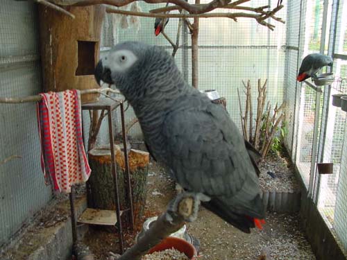 1 Uta Schokolinski Tier Naturschutzverein Niederberg Voegel-Papageien