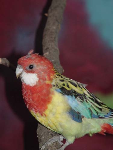 1 Uta Schokolinski Tier Naturschutzverein Niederberg Voegel-Papageien