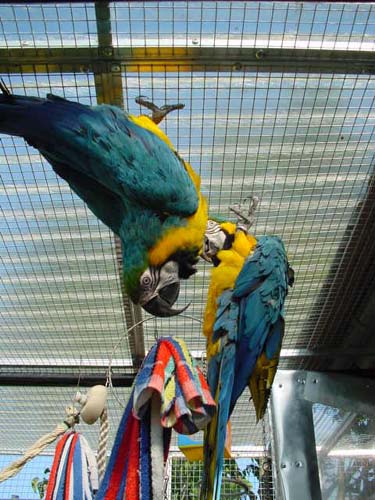 1 Uta Schokolinski Tier Naturschutzverein Niederberg Voegel-Papageien