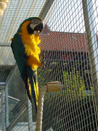 1 Uta Schokolinski Tier Naturschutzverein Niederberg Voegel-Papageien