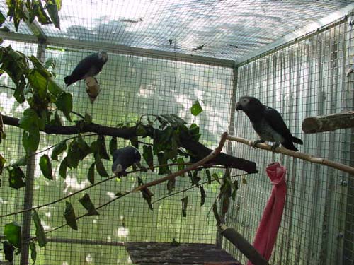 1 Uta Schokolinski Tier Naturschutzverein Niederberg Voegel-Papageien