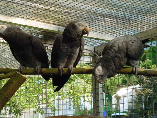 1 Uta Schokolinski Tier Naturschutzverein Niederberg Voegel-Papageien