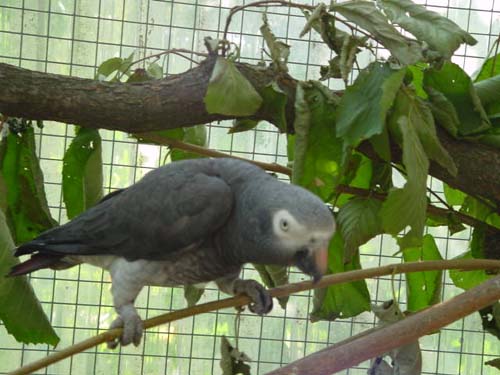 1 Uta Schokolinski Tier Naturschutzverein Niederberg Voegel-Papageien