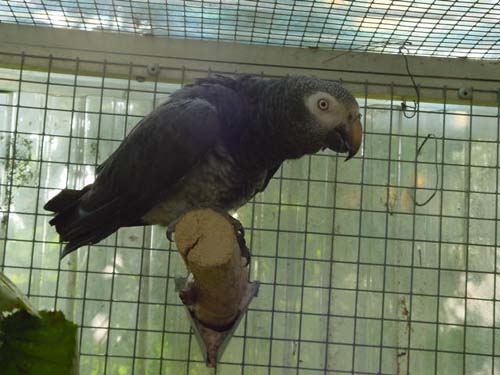 1 Uta Schokolinski Tier Naturschutzverein Niederberg Voegel-Papageien