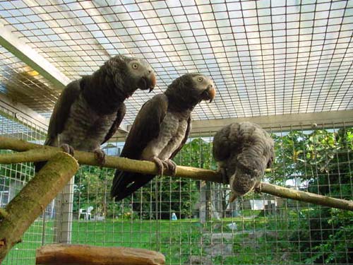 1 Uta Schokolinski Tier Naturschutzverein Niederberg Voegel-Papageien