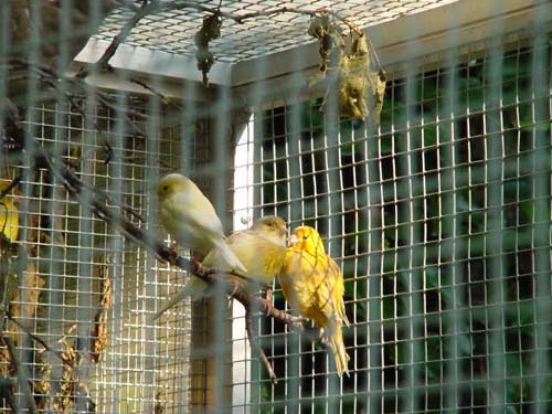 1 Uta Schokolinski Tier Naturschutzverein Niederberg Voegel-Papageien