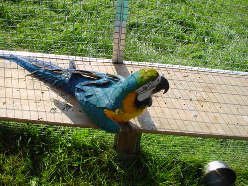 1 Uta Schokolinski Tier Naturschutzverein Niederberg Voegel-Papageien