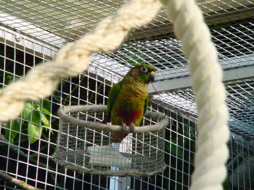 1 Uta Schokolinski Tier Naturschutzverein Niederberg Voegel-Papageien