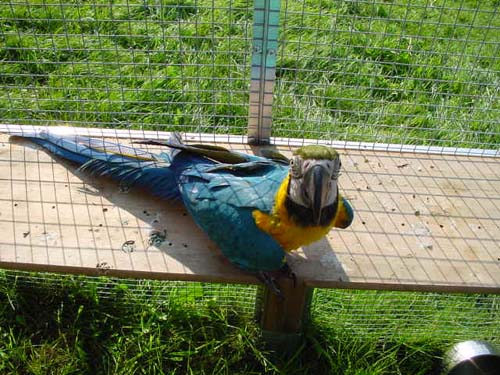 1 Uta Schokolinski Tier Naturschutzverein Niederberg Voegel-Papageien