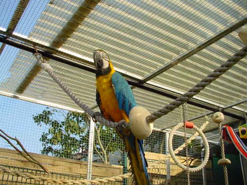 1 Uta Schokolinski Tier Naturschutzverein Niederberg Voegel-Papageien