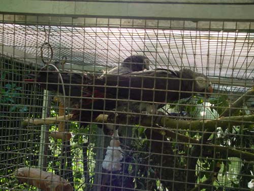 1 Uta Schokolinski Tier Naturschutzverein Niederberg Voegel-Papageien