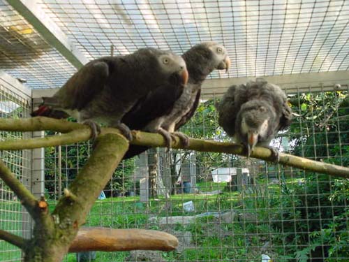 1 Uta Schokolinski Tier Naturschutzverein Niederberg Voegel-Papageien