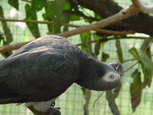 1 Uta Schokolinski Tier Naturschutzverein Niederberg Voegel-Papageien