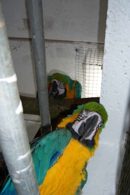 1 Uta Schokolinski Tier Naturschutzverein Niederberg Voegel-Papageien