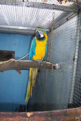 1 Uta Schokolinski Tier Naturschutzverein Niederberg Voegel-Papageien