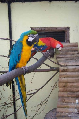 1 Uta Schokolinski Tier Naturschutzverein Niederberg Voegel-Papageien