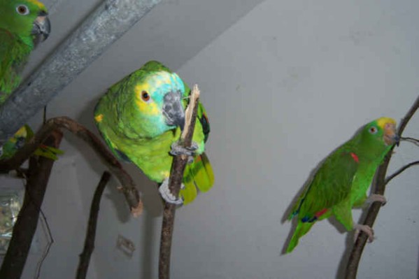 1 Uta Schokolinski Tier Naturschutzverein Niederberg Voegel-Papageien