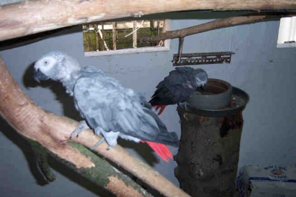 1 Uta Schokolinski Tier Naturschutzverein Niederberg Voegel-Papageien