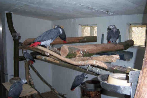 1 Uta Schokolinski Tier Naturschutzverein Niederberg Voegel-Papageien