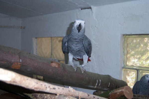 1 Uta Schokolinski Tier Naturschutzverein Niederberg Voegel-Papageien