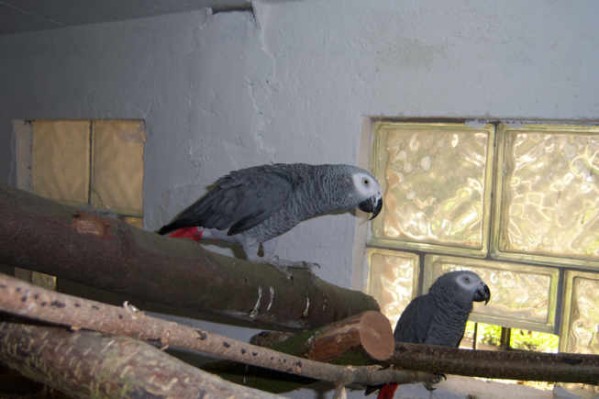 1 Uta Schokolinski Tier Naturschutzverein Niederberg Voegel-Papageien