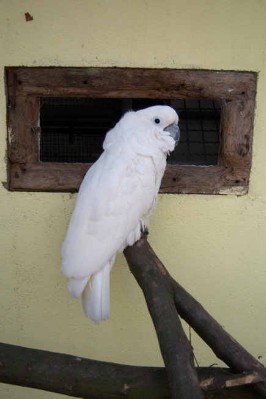 1 Uta Schokolinski Tier Naturschutzverein Niederberg Voegel-Papageien