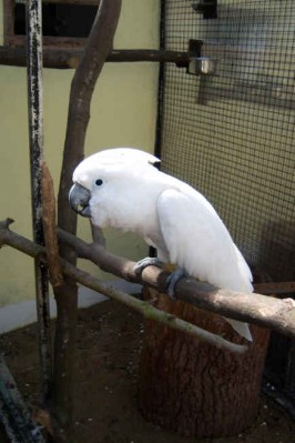 1 Uta Schokolinski Tier Naturschutzverein Niederberg Voegel-Papageien