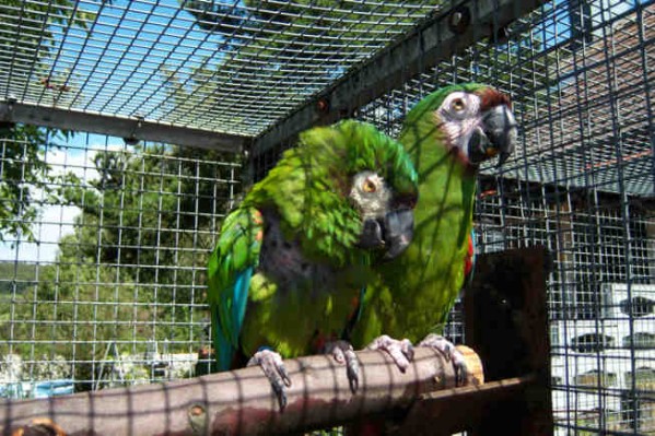 1 Uta Schokolinski Tier Naturschutzverein Niederberg Voegel-Papageien