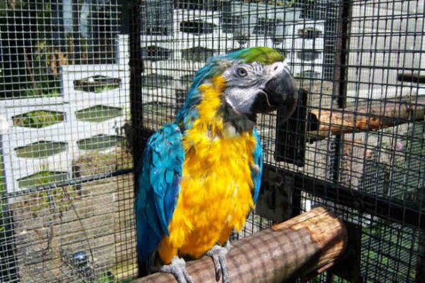 1 Uta Schokolinski Tier Naturschutzverein Niederberg Voegel-Papageien